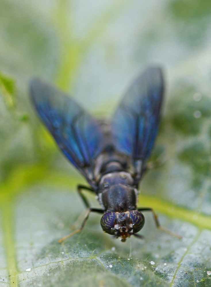 Black Soldier Fly Black Soldier Fly