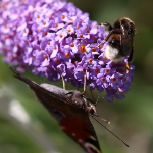 2019 05 22 Insect Decline - Final